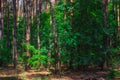 Forest summer landscape, pine trees nature background Royalty Free Stock Photo