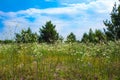 Forest summer landscape, pine trees nature background Royalty Free Stock Photo