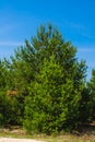 Forest summer landscape, pine trees nature background Royalty Free Stock Photo