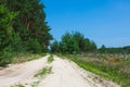 Forest summer landscape, pine trees nature background Royalty Free Stock Photo