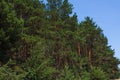 Forest summer landscape, pine trees nature background Royalty Free Stock Photo