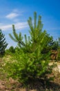 Forest summer landscape, pine trees nature background Royalty Free Stock Photo