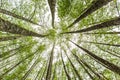 Summer forest tree tops on the background of the blue sky Royalty Free Stock Photo