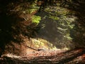 Forest summer landscape - forest trees with grass