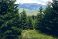 Forest in summer. A path between fir and pine-tree during a sunny day. Dark autumn forest. Hiking in wild mountain. Adventure