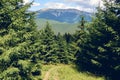 Forest in summer. A path between fir and pine-tree during a sunny day. Dark autumn forest. Hiking in wild mountain. Adventure