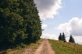 Forest in summer. A path between fir and pine-tree during a sunny day. Dark autumn forest. Hiking in wild mountain. Adventure