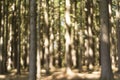 Forest in summer Royalty Free Stock Photo