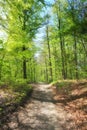 Forest, summer and trees with environment, path and nature with beauty and eco friendly with bushes. Landscape, tropical Royalty Free Stock Photo