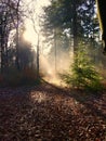 Forest with sun light mist Royalty Free Stock Photo