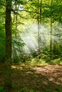 Forest of Sun Rays in Kentucky Morning Royalty Free Stock Photo