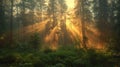 A forest with sun rays shining through the trees Royalty Free Stock Photo