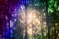 Forest sun's rays pierced Royalty Free Stock Photo