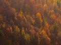 Forest with sunbeam rays, Woods landscape