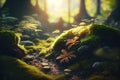 Forest and sunbeams passing through the trees. An atmospheric beautiful picture in the middle of the forest. Royalty Free Stock Photo