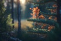 Forest and sunbeams passing through the trees. An atmospheric beautiful picture in the middle of the forest. Royalty Free Stock Photo