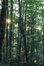 Cabins of the Smoky Mountains