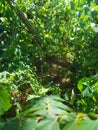 Forest , sunlight , leaves