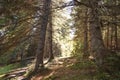 Forest in the sunlight: pine trees in the sun