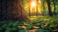 Forest sunlight through trees Royalty Free Stock Photo