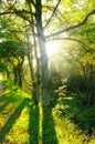 Forest, sunlight and trees in nature or environment with landscape, greenery and conservation for travel. Woods Royalty Free Stock Photo