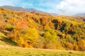 Forest on a sunny afternoon in autumn season Royalty Free Stock Photo