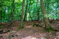 Forest at sunny day