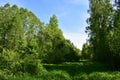 Forest Sunny glade blue sky deciduous forest is significantly different from the coniferous in appearance, diversity of plant