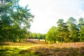 Forest on sunny sky. Trees in green wood in spring or summer. Nature beautiful view landscape. ecology and environment concept Royalty Free Stock Photo