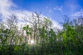 Forest with sunrays shining