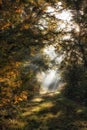 Forest Sunrays Royalty Free Stock Photo