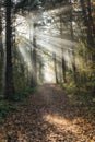 Forest Sunrays Royalty Free Stock Photo