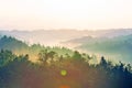 Forest at Sunrise