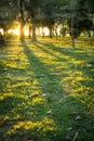 Forest sunrise fog Royalty Free Stock Photo