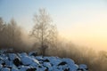 Forest sunrise. morning fog. Royalty Free Stock Photo