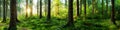 Forest sunrise panorama