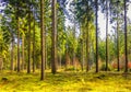 Forest during sunrise in Westerbork in Drenthe Royalty Free Stock Photo