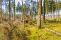 Forest during sunrise in Westerbork in Drenthe with storm damage and fallen mature Douglas fir trees Royalty Free Stock Photo