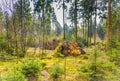 Forest during sunrise in Westerbork in Drenthe with storm damage and fallen mature Douglas fir trees Royalty Free Stock Photo