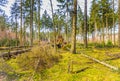 Forest during sunrise in Westerbork in Drenthe with storm damage and fallen mature Douglas fir trees Royalty Free Stock Photo