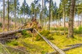 Forest during sunrise in Westerbork in Drenthe with storm damage and fallen mature Douglas fir trees Royalty Free Stock Photo