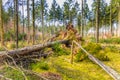 Beautiful coniferous forest during sunrise with mature spruce and natural surface Royalty Free Stock Photo