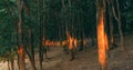 Forest sunset background trees green leaves brown