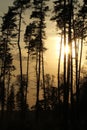 Forest in the sunset Royalty Free Stock Photo