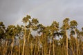 Forest in sunset with rainbow