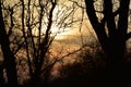 Forest at sunset, red sun and black trees, golden sunset with dark frown forest