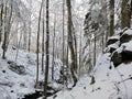 Forest surrounded by rocks and trees covered in the snow under the sunlight in Larvik in Norway Royalty Free Stock Photo