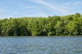 Forest by Suwanee River, USA