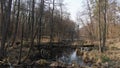 Forest swamp. aerial. Sun rays. Spring.