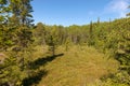 Forest swamp on Anzersky Island Royalty Free Stock Photo